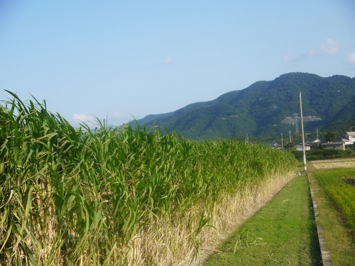 三谷製糖周辺のサトウキビ畑