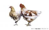 ※冷凍※【まるほ食品 (株)】オリーブ地鶏正肉セット×2パック