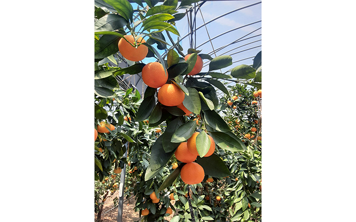 ※冷蔵※【(株) 五色青果】さぬき讃フルーツ　ハウスさぬき紅みかん　1kg化粧　L～S ◆